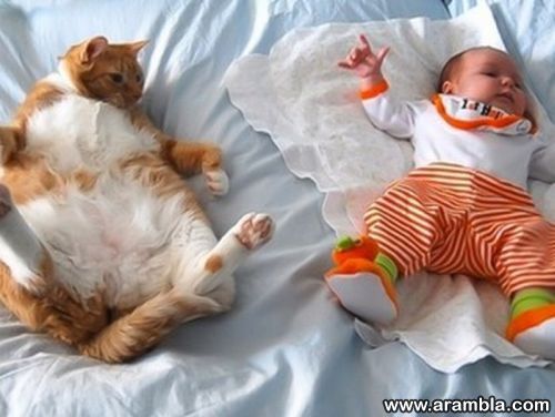 Laps ja kass