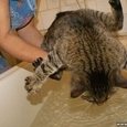 Kass ja vesi