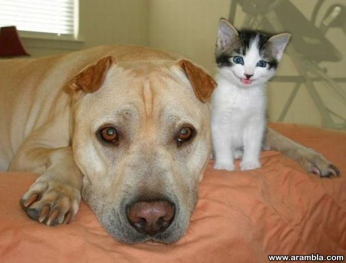 Kass ja koer