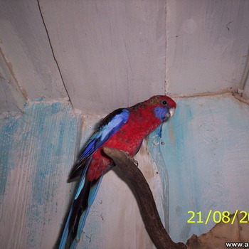Rosella papagoid